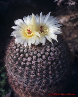 Notocactus cv. rauschii x scopa